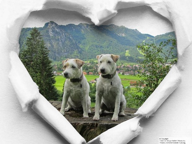 Humphrey und Tulip